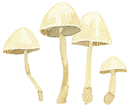 mushrooms_Kopie.png